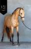 Potranca Lusitano En venta 2023 Isabelo por Miura Des Cais
