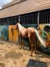 Caballo español y luzoarabe