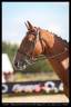 Caballo castrado Silla Francés En venta 2012 Bayo