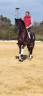 Amaizing P.R.E black horse 