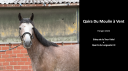 Caballo castrado sBs Caballo de Deporte Belga En venta 2022 Tordo por SISLEY DE LA TOUR VIDAL