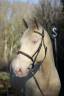 Caballo castrado Lusitano En venta 2016 Crema por Zenite
