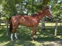 Caballo castrado Pura Sangre Irlandés En venta 2021 Alazán