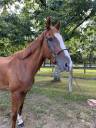 Caballo castrado Pura Sangre Irlandés En venta 2021 Alazán