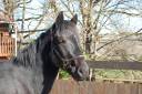 Caballo castrado Mérens En venta 2022 Negro por ORNOIR DU SOULEILLA