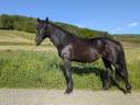 Yegua Mérens En venta 2023 Negro por ORNOIR DU SOULEILLA