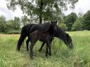 Potranca Dartmoor En venta 2025 Bayo moreno