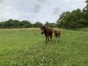 Potro Connemara En venta 2025 Bayo