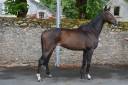 Caballo castrado Pura Sangre En venta 2020 Bayo