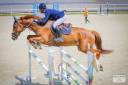 Caballo castrado Silla Francés En venta 2017 Alazán por KANNAN (NLD) KWPN