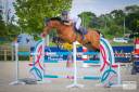 Caballo castrado Silla Francés En venta 2013 Bayo por DIAMANT DE SEMILLY, SFA