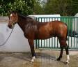 Caballo castrado Silla Franc&eacute;s En venta 2013 Bayo por DIAMANT DE SEMILLY, SFA