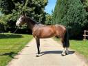 Caballo castrado Zangersheide En venta 2017 Bayo por Abou Sim Bel