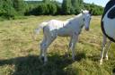 Potro Caballo de Silla En venta 2025 Tovero