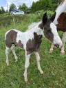 Potro Otra raza de Caballos En venta 2025 Tobiano