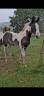 Potro Otra raza de Caballos En venta 2025 Tobiano