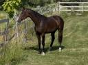 Caballo castrado KWPN Caballo de Deporte Neerlandés En venta 2023 Bayo por TOTAL MCLAREN