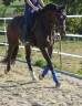 Caballo castrado KWPN Caballo de Deporte Neerlandés En venta 2018 Bayo moreno