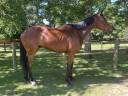 Caballo castrado Pura Sangre Irlandés En venta 2021 Bayo