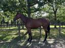 Caballo castrado Pura Sangre Irlandés En venta 2021 Bayo