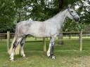 Yegua Caballo de Deporte Irlandés En venta 2017 Tordo
