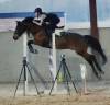 Caballo castrado Poni de Silla Belga En venta 2015 Bayo