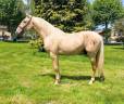 Caballo entero PRE Pura Raza Española En venta 2022 Palomino por SE TIZIANO