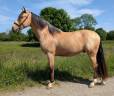 Caballo castrado PRE Pura Raza Española En venta 2021 Isabelo