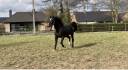 Caballo castrado sBs Caballo de Deporte Belga En venta 2020 Bayo