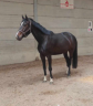 Caballo castrado sBs Caballo de Deporte Belga En venta 2020 Bayo