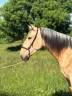 Caballo castrado PRE Pura Raza Española En venta 2022 Isabelo por REBELDE XXX