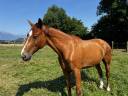 Caballo castrado Silla Francés En venta 2014 Alazán