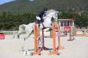 Caballo castrado Silla Francés En venta 2011 Tordo