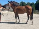 Caballo castrado Silla Francés En venta 2022 Bayo por Fahrenheit de vains