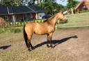 Yegua de ganadería Poni de Silla Alemán, Deutsches Reitpony En venta 2015 Isabelo por Kennedy WE (DRP)