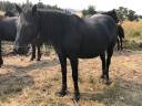 Yegua Mérens En venta 2019 Negro