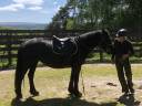 Yegua Mérens En venta 2016 Negro