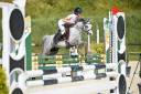 Yegua Welsh Poni (Sección B) En venta 2020 Tordo por Adagio de l'Aurore