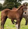 Caballo castrado Silla Francés En venta 2024 Alazán tostado