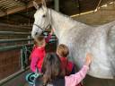 Yegua KWPN Caballo de Deporte Neerlandés En venta 2013 Tordo