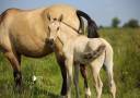 Potro Lusitano En venta 2025 Isabelo por Neron