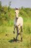 Potro Lusitano En venta 2025 Dun por Berlioz