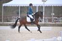 Semental PFS Poni Françés de Silla En venta 2020 Bayo por COCKNEY CRACKER (DRP)