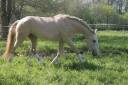 Semental Lusitano En venta 2023 Palomino por bosco fayette