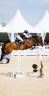 Caballo castrado Zangersheide En venta 2016 Bayo moreno