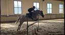 Caballo castrado Connemara En venta 2011 Tordo por GURTEEN PRINCE