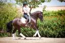 Caballo castrado PRE Pura Raza Española En venta 2019 Negro por MONITOR DE LA ESPADA