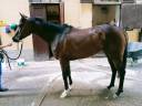 Caballo castrado Pura Sangre Inglés En venta 2022 Bayo