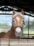 Caballo castrado Haflinger En venta 2017 Alazán