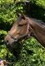 Potranca Silla Francés En venta 2023 Bayo por CASALLO Z ZANGERSHEIDE